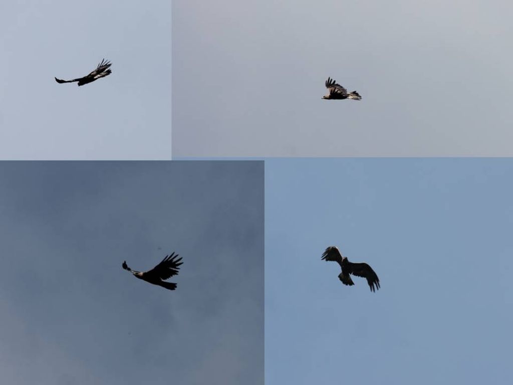 aquila del Baldo?